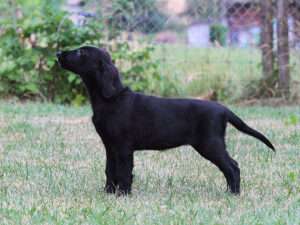 Covellyn’s Dutch Velvet by Wfs, „Islay“