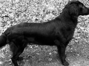 Covellyn’s Dutch Velvet by Wfs, „Islay“