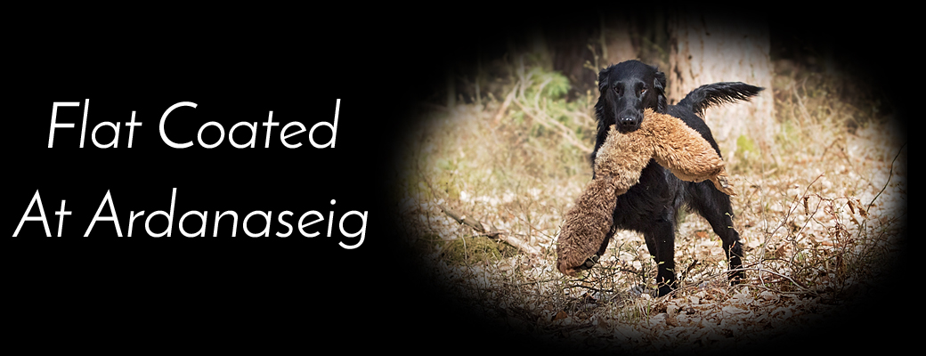 Flat Coated Retriever At Ardanaseig