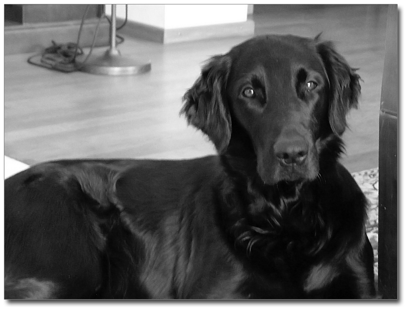 Covellyn’s Dutch Velvet by Wfs, „Islay“