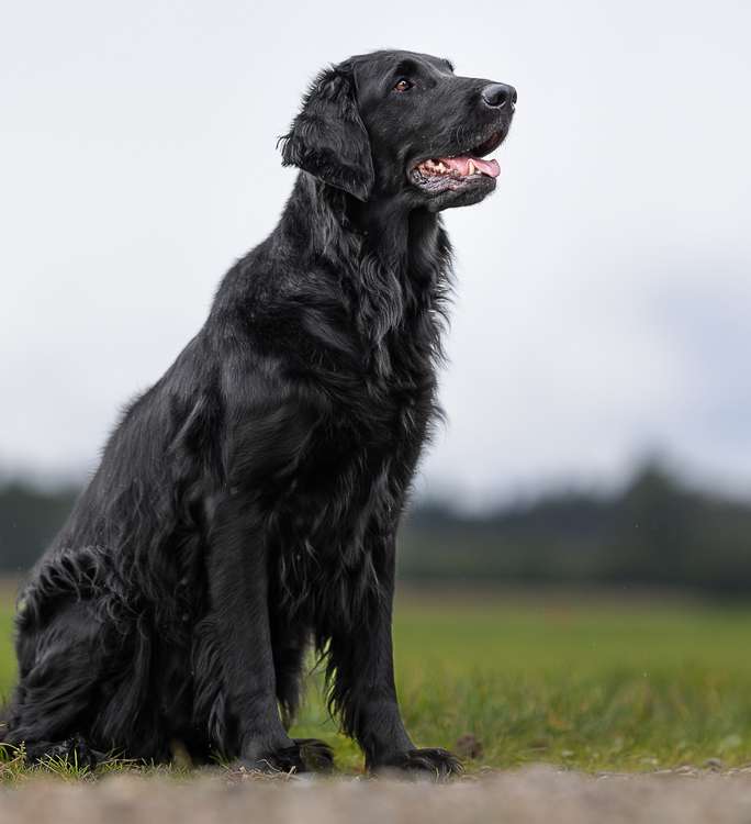 Ardanaseig Aila „Rüdi“