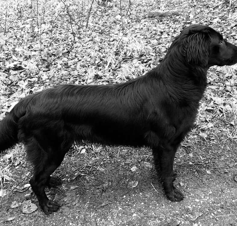 Covellyn’s Dutch Velvet by Wfs, „Islay“