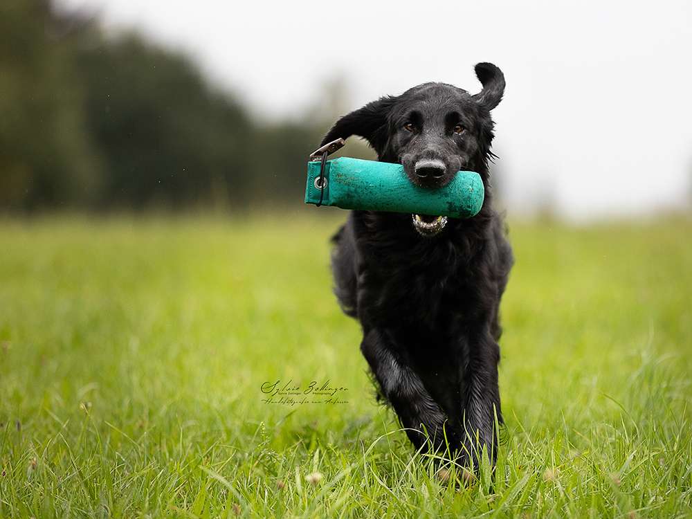 Covellyn’s Dutch Velvet by Wfs, „Islay“