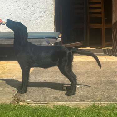 Que Sera Sera z Mokré Hory, „Lori“