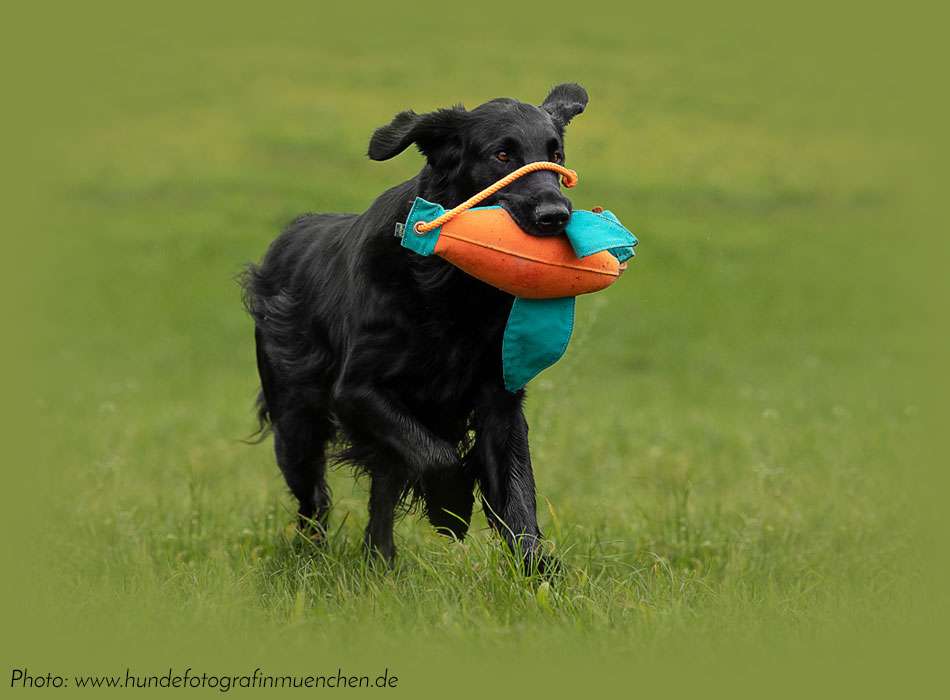 Flat Coated Retriever Kennel At Ardanaseig