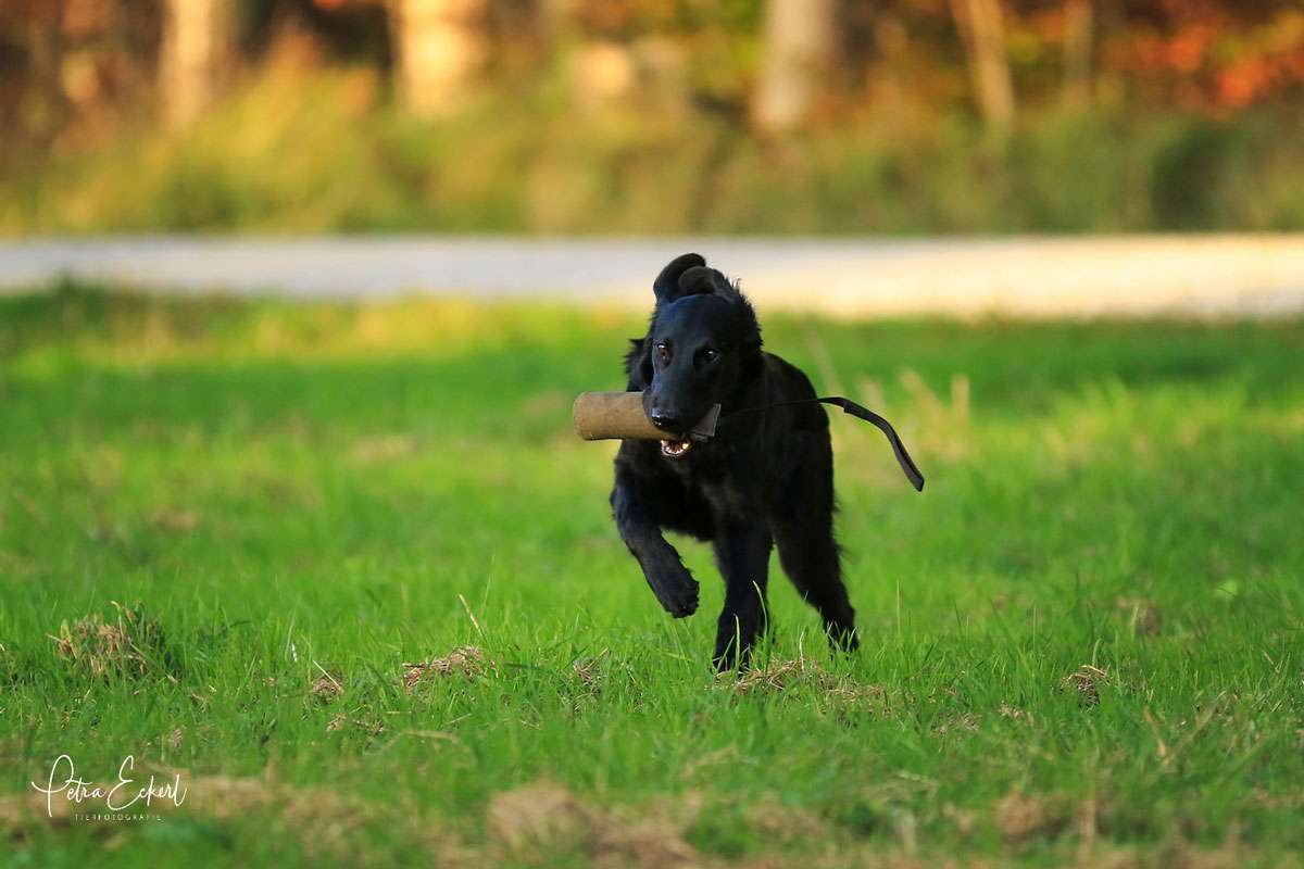 Que Sera Sera z Mokré Hory, "Lori"