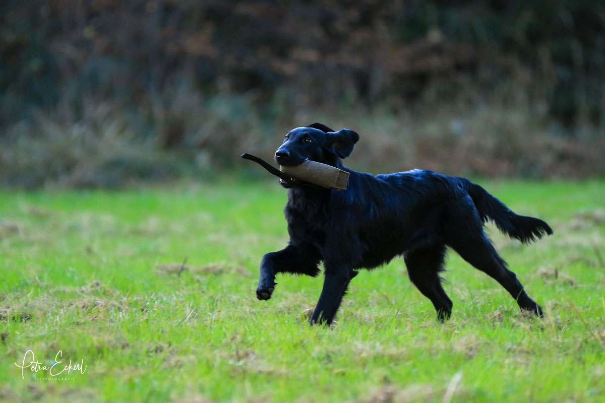 Que Sera Sera z Mokré Hory, "Lori"