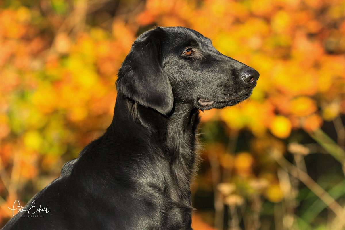 Que Sera Sera z Mokré Hory, "Lori"