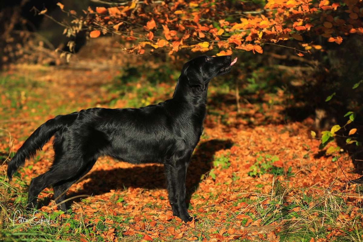 Que Sera Sera z Mokré Hory, "Lori"