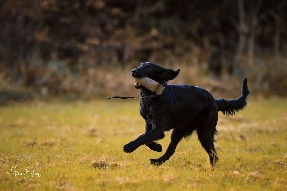 Que Sera Sera z Mokré Hory, "Lori"