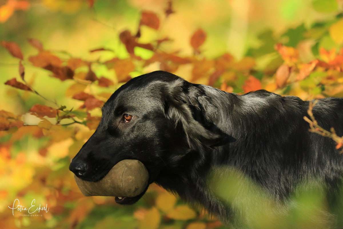 Que Sera Sera z Mokré Hory, "Lori"