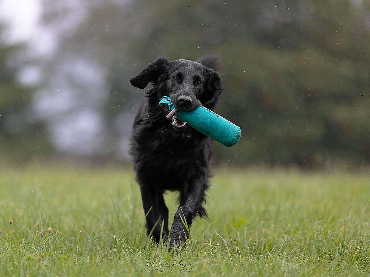 Ardanaseig Aila „Rüdi“